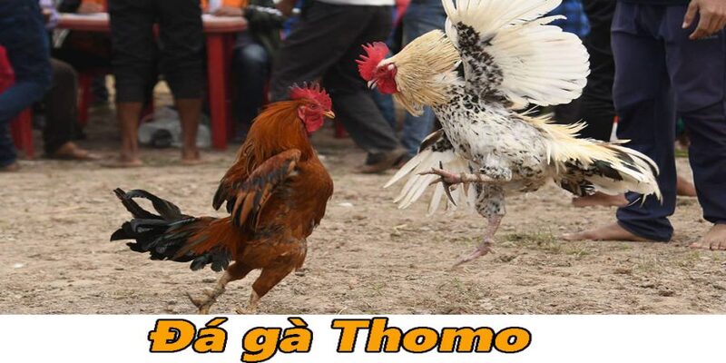  Khám phá thế giới  đá gà thomo hấp dẫn